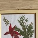 호범농장 Daum카페