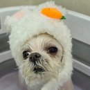 마전 제1호공원 | 청라 강아지미용 멍즈니스로166 말티즈 알머리 컷 후기