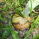 두메유기농원 이미지