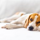 위너스 동물병원 이미지