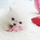 화이트포메라니안 이미지