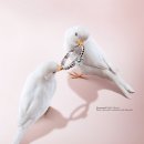 [예물] 반 클리프 <b>아펠</b>, 로맨틱한 핑크 <b>주얼리</b> 컬렉션