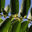 만두나무 이미지