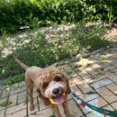 멍스쿨 전주애견유치원 애견호텔 이미지