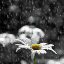 꽃그리고 이미지