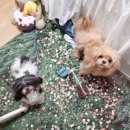 위시포포 | 내돈내산 버터하우스 포포하이 침대 리뷰 | 강아지 분리 수면과 수납을 동시에!