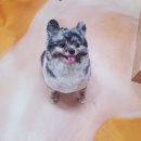 엔조이펫 이미지