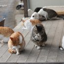 고양이 목욕탕 이미지
