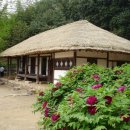 모란이피기까지 이미지