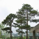 원주시청 이미지