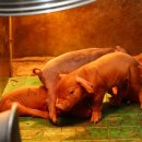 돼지우리 이미지