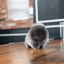 블루퍼피 이미지