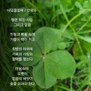 네잎클로버 이미지