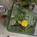 위 카페(weee cafe) 이미지