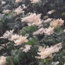 꽃이랑개랑 이미지