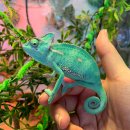 해피주 동물카페 원주점 이미지