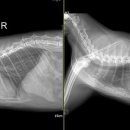 에이스동물메디컬센터 이미지