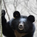 반달곰 이미지