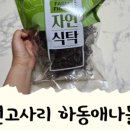 하동애