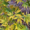 달빛아래채 이미지