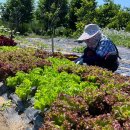 해돈농장 이미지