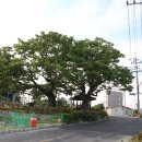 삼숭동 느티나무길 이미지