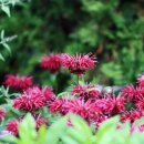 BERGAMOT(베르가못)