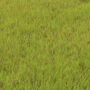 황금이삭 이미지