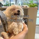 정다운 동물병원(출장진료전문) | 부산24시동물병원, 2차 동물병원 암수술, 항암 15개월째