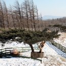 이&장 목장 이미지