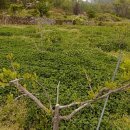 청산 블루베리 이미지