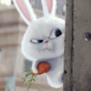 마이펫의 이중생활 이미지
