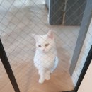 디아나동물병원 | [고양이 중성화수술 일기 / 수술 당일날] 내방역, 방배역 디아나 동물병원 후기, 아르르 넥카라