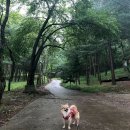 댕댕이 숲 이미지