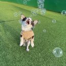 놀다가개유치원 이미지