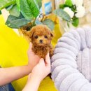 애견샵 | 구리애견분양 샵 갔다온 후기