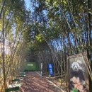 7094 | 광주 남구 도심 속 대나무 숲 힐링, 고즈넉한 한옥카페 '소죽림' 후기