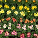 패밀리애견 이미지