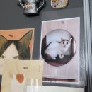 고양이호텔 윤집사 | 고양이와 함께 이사하기(feat.고양이 호텔 윤집사 강동점 후기)