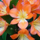 삼포농장 이미지