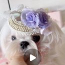 PRETTY OPPA 이미지