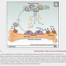 Re: 암세포 뼈 전이 메카니즘 - Molecular Mechanisms of Bone Metastasis and Associated Muscle Weakness - 논문 읽어야!! 이미지