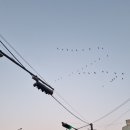 금촌역 앞 횡단보도 이미지