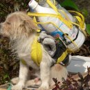 우리집 강아지 이미지