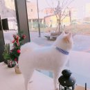 독한견 네이버블로그