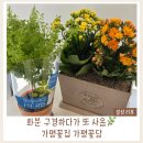 꽃담 | 가평꽃집 추천｜화분부터 꽃다발까지 예쁜 가평꽃담 내돈내산 후기