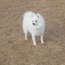 소올펜션 | 가평애견펜션 강아지동반 까망봉다리 2탄 (+ 조식)