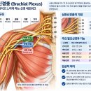 10분 만에 달라지는 인체 해부학 근육과 신경으로 이해하는 우리 몸. 이미지