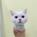 미야옹실 이미지