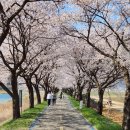 벚꽃길13 이미지